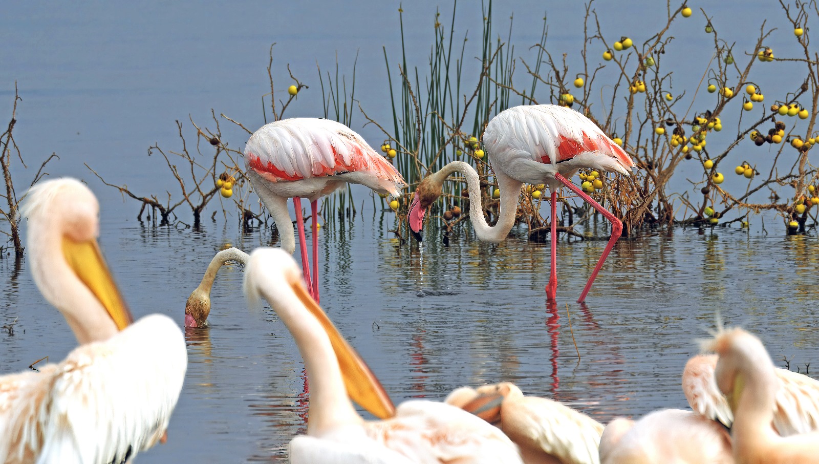 Flamingos at Lake Nakuru